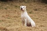 DOGUE ARGENTIN 086